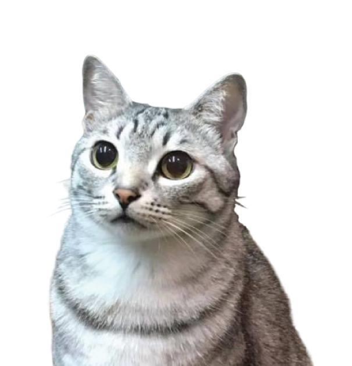 四貓